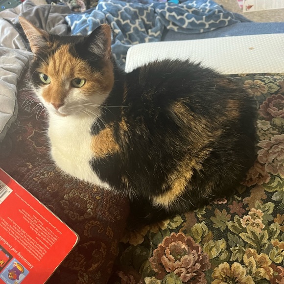 Tag your PFFs! Hosting “Everything Pets Posh Party” on 10/13/2023! - Picture 7 of 9